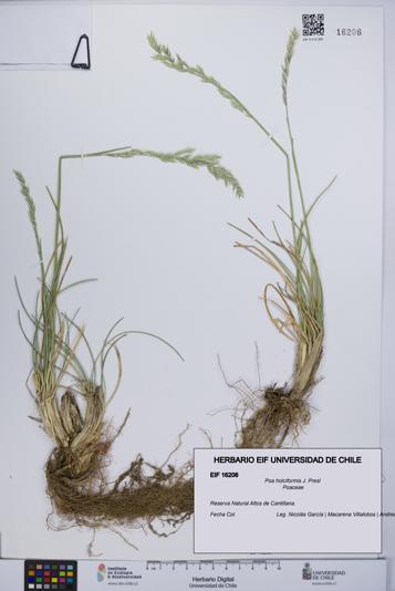 Poa holciformis [Espécimen: UCH:EIF:0016206]