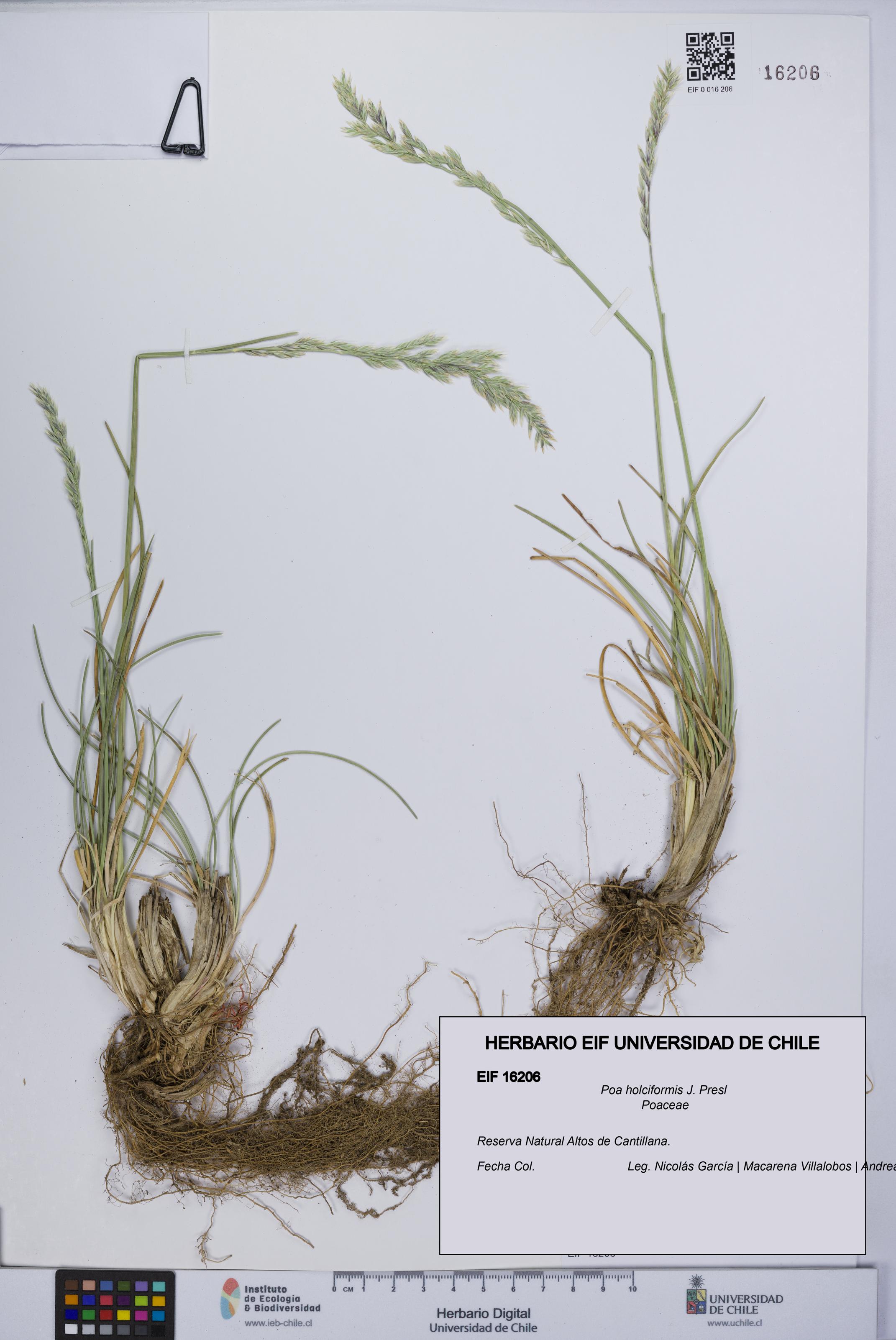 Poa holciformis [Espécimen: UCH:EIF:0016206]