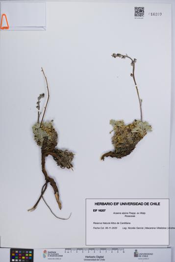 Acaena alpina [Espécimen: UCH:EIF:0016207]