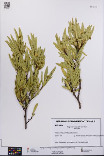 Kageneckia angustifolia [Espécimen: UCH:EIF:0016208]