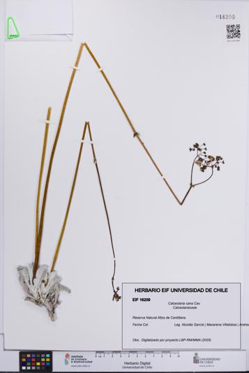 Calceolaria cana [Espécimen: UCH:EIF:0016209]