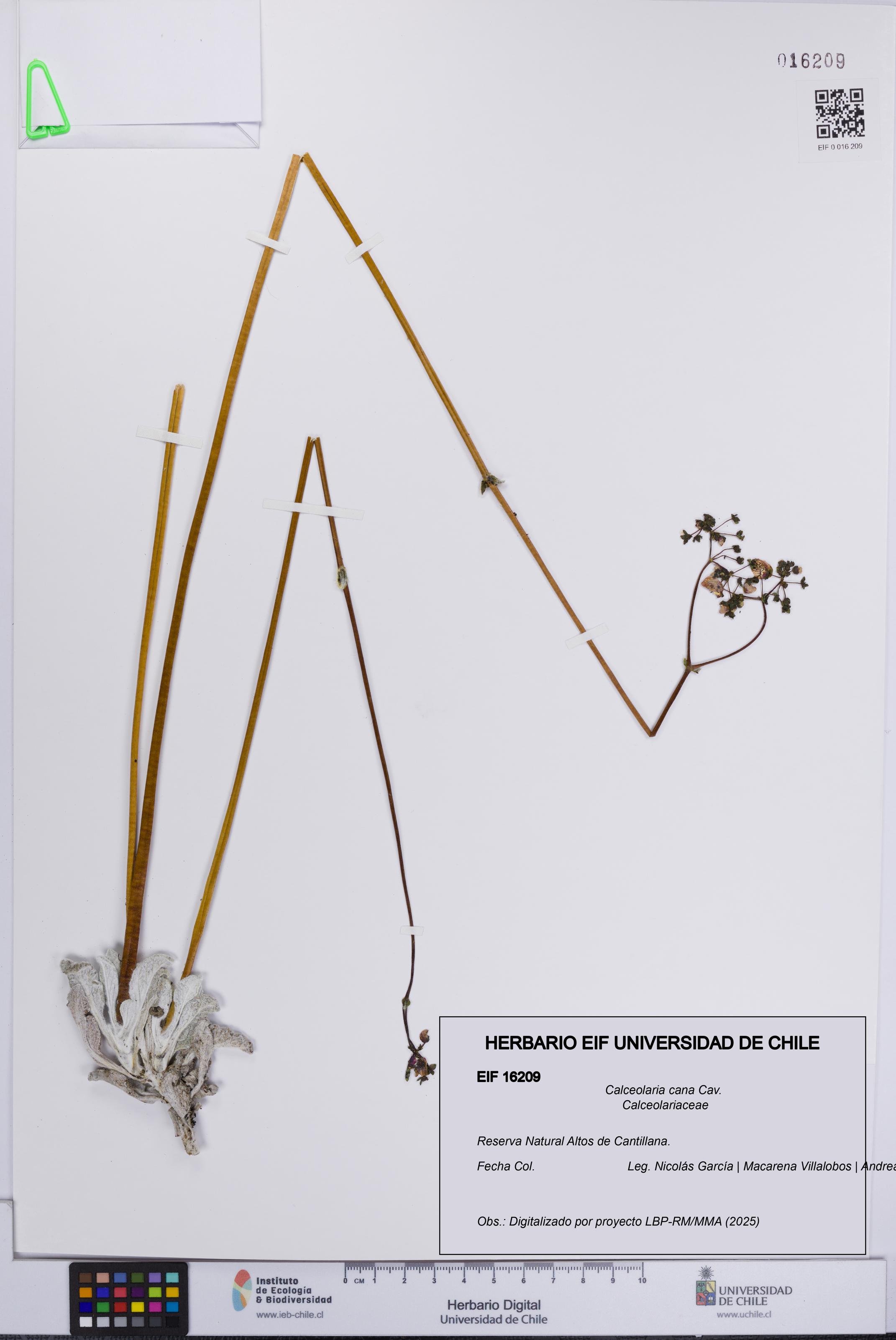 Calceolaria cana [Espécimen: UCH:EIF:0016209]