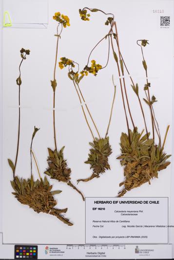 Calceolaria meyeniana [Espécimen: UCH:EIF:0016210]