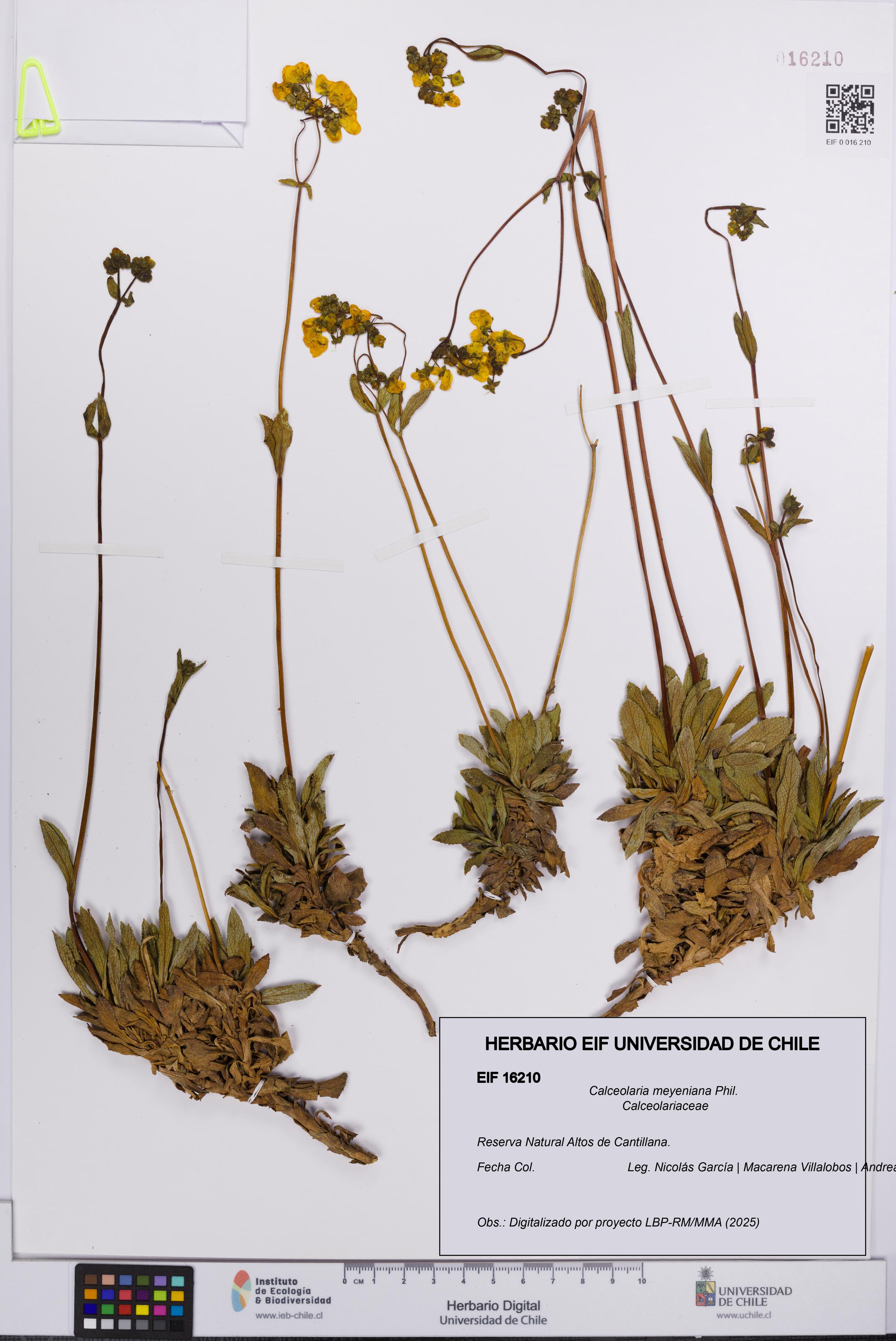Calceolaria meyeniana [Espécimen: UCH:EIF:0016210]