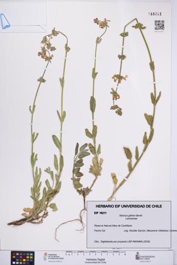 Stachys gilliesii [Espécimen: UCH:EIF:0016211]