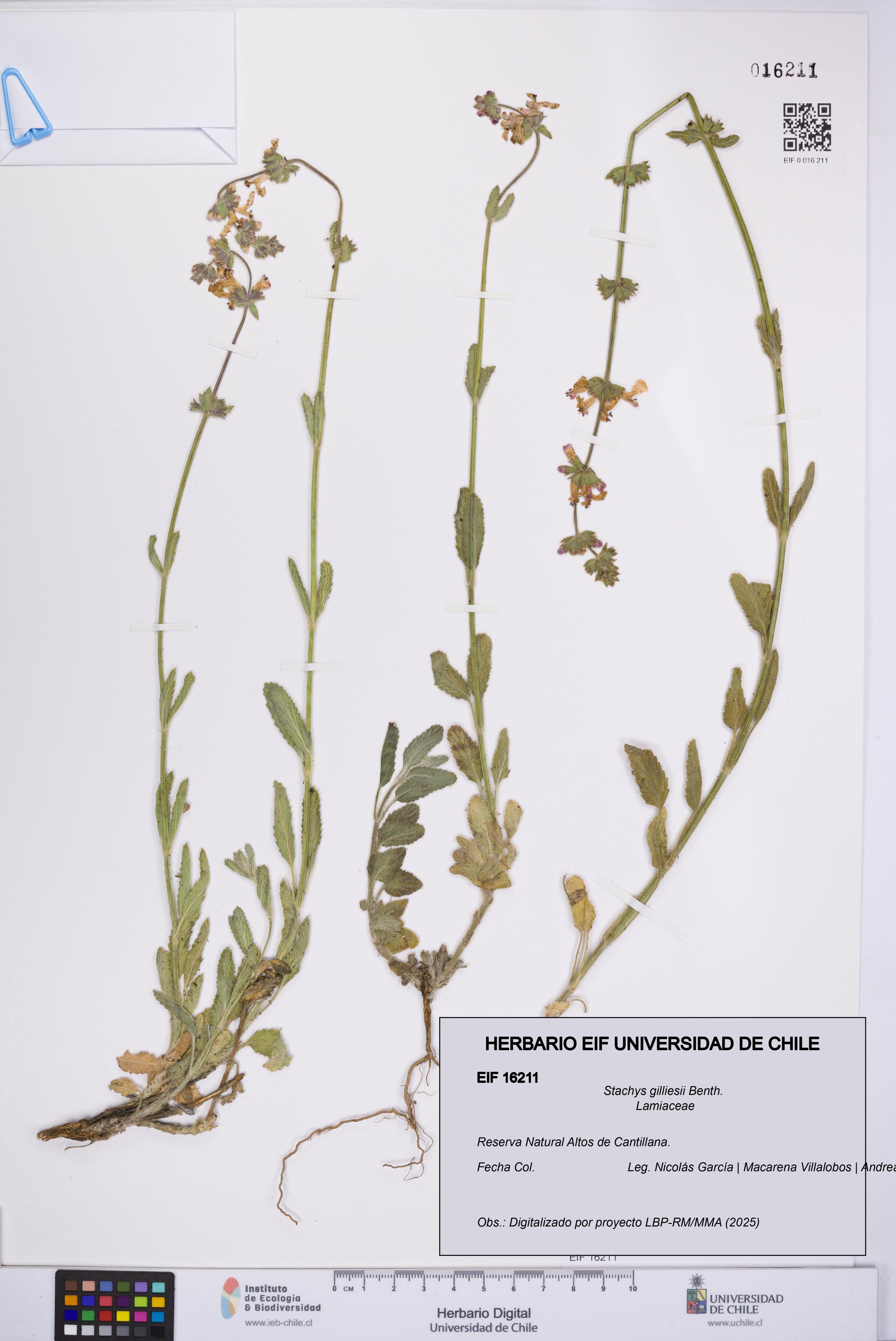 Stachys gilliesii [Espécimen: UCH:EIF:0016211]