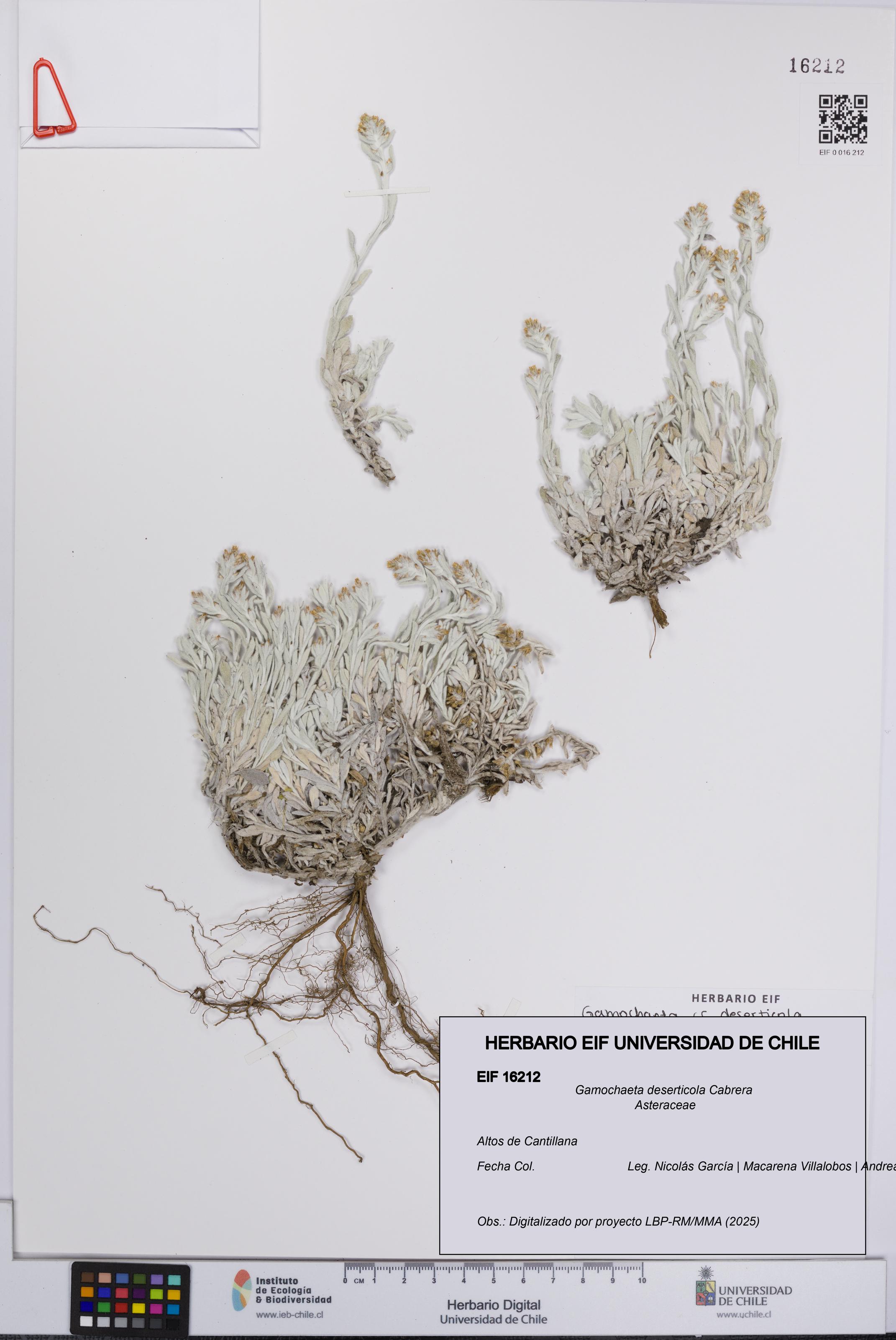 Gamochaeta deserticola [Espécimen: UCH:EIF:0016212]