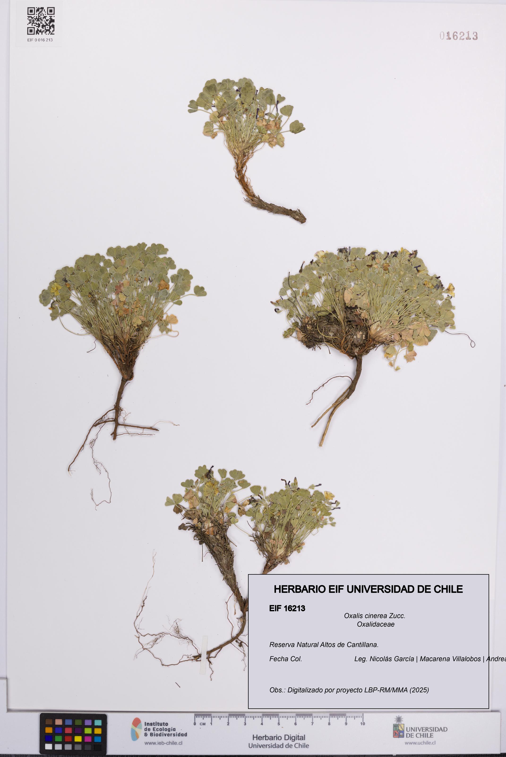 Oxalis cinerea [Espécimen: UCH:EIF:0016213]