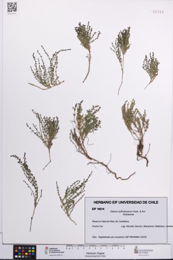 Galium suffruticosum [Espécimen: UCH:EIF:0016214]