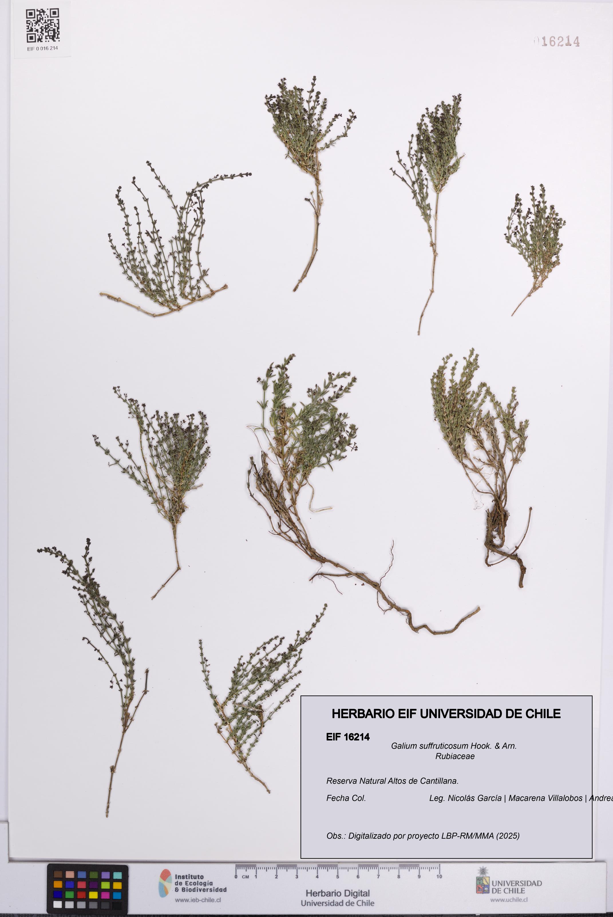 Galium suffruticosum [Espécimen: UCH:EIF:0016214]