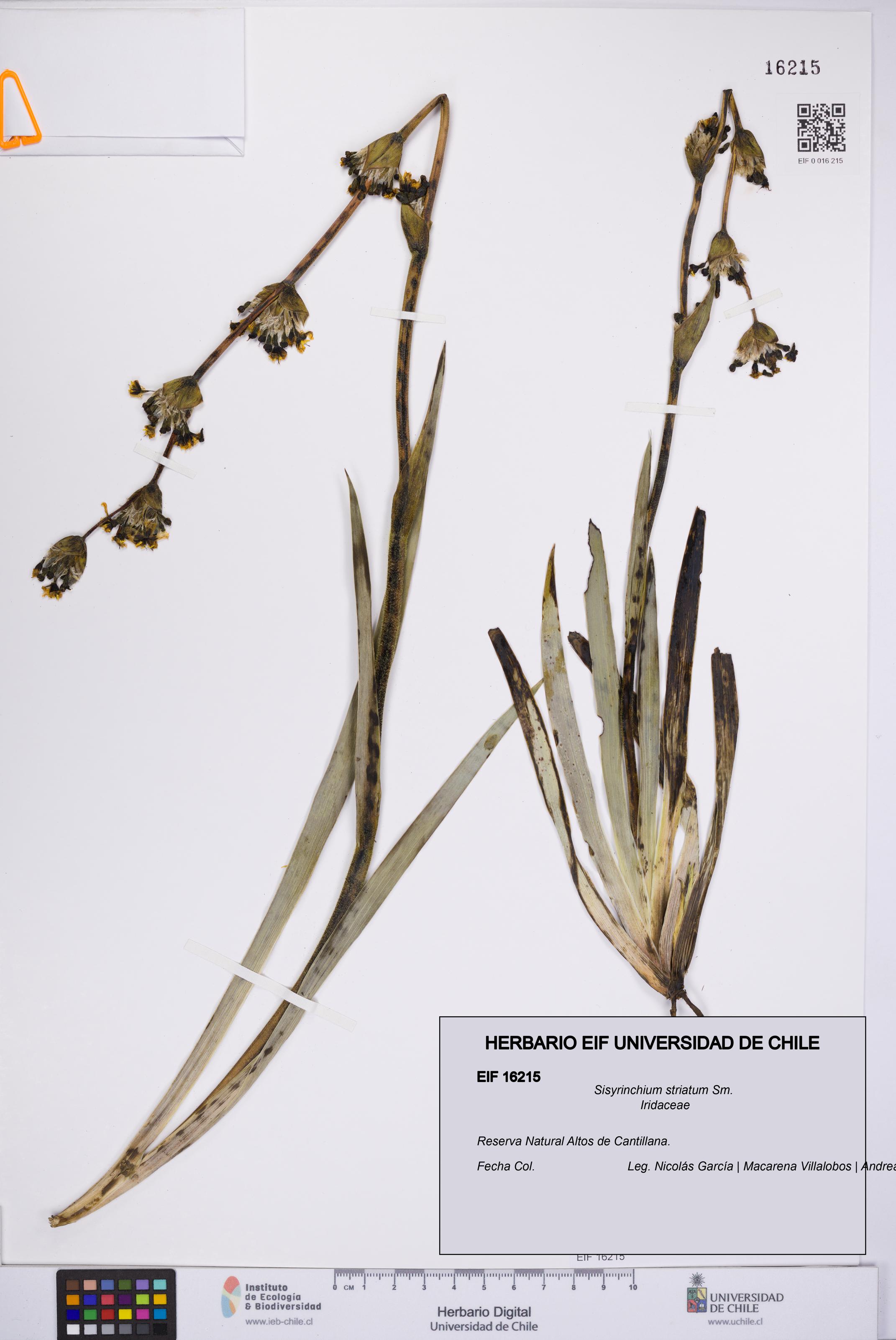 Sisyrinchium striatum [Espécimen: UCH:EIF:0016215]