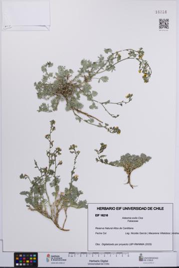 Adesmia exilis [Espécimen: UCH:EIF:0016216]