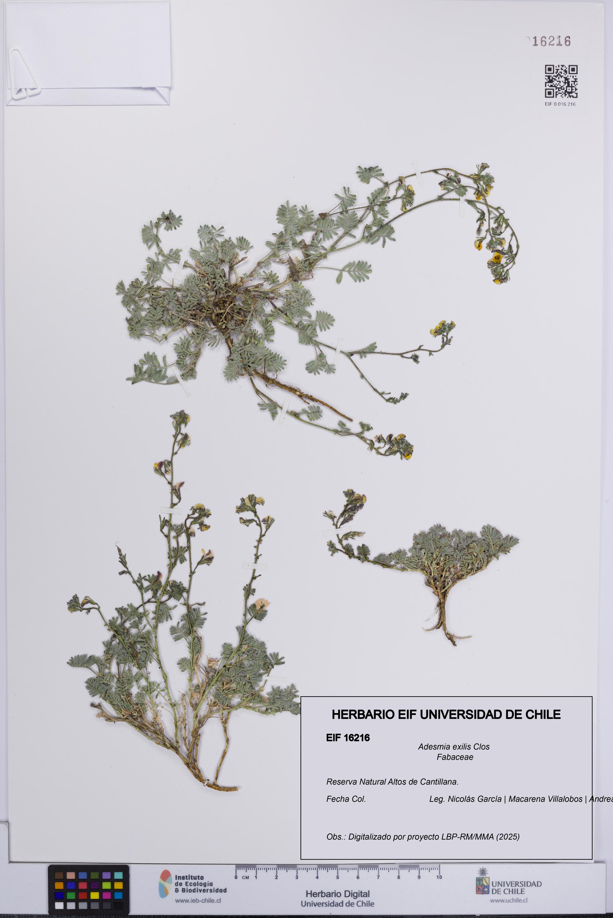 Adesmia exilis [Espécimen: UCH:EIF:0016216]