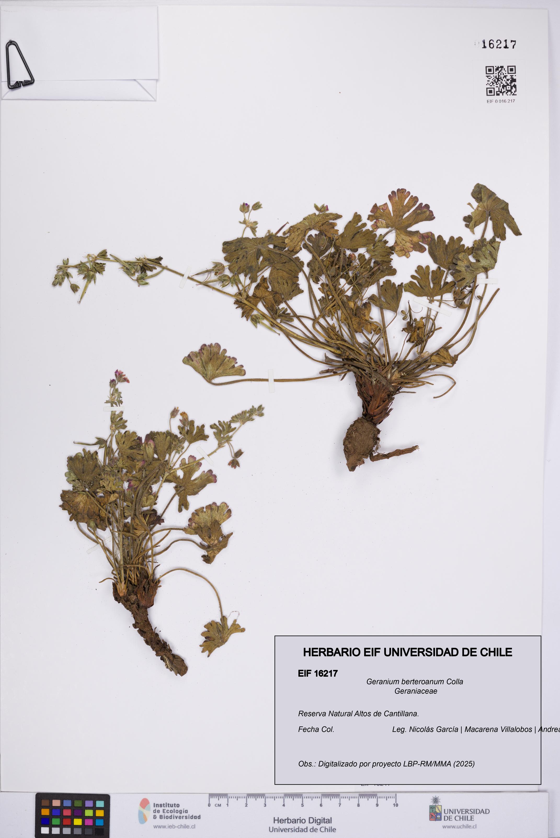 Geranium berteroanum [Espécimen: UCH:EIF:0016217]