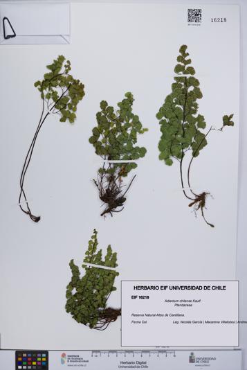 Adiantum chilense [Espécimen: UCH:EIF:0016218]