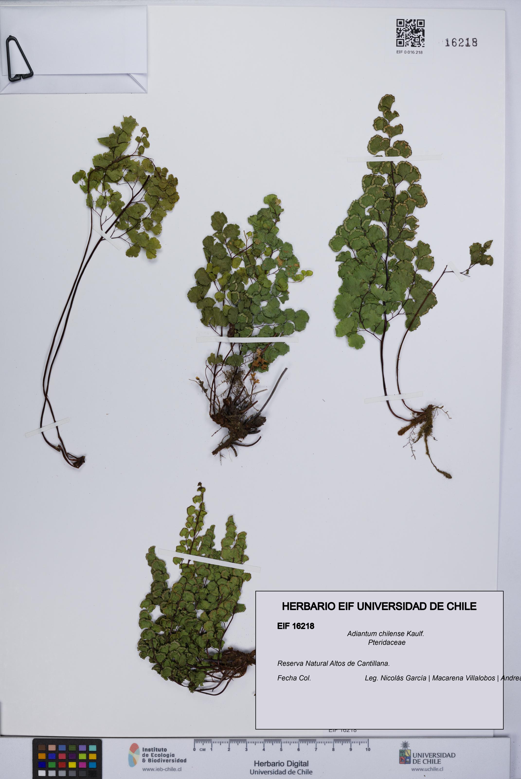 Adiantum chilense [Espécimen: UCH:EIF:0016218]