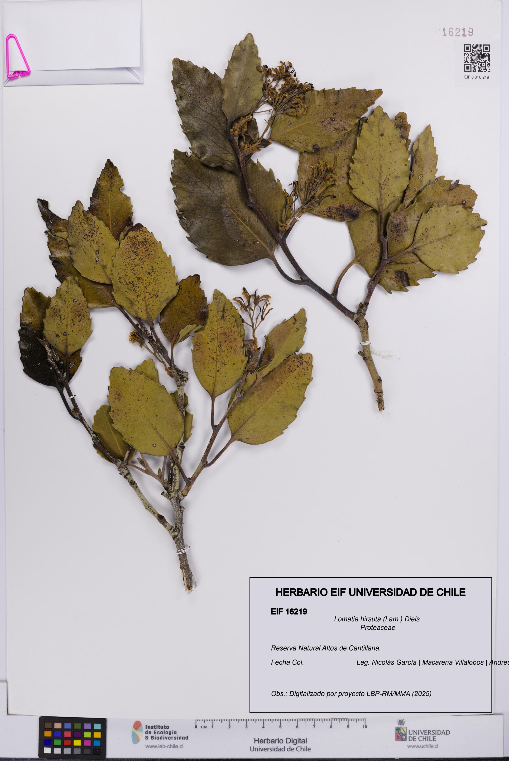 Lomatia hirsuta [Espécimen: UCH:EIF:0016219]