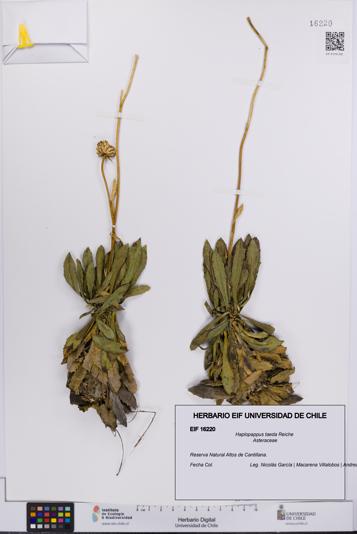 Haplopappus taeda [Espécimen: UCH:EIF:0016220]
