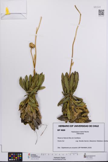 Haplopappus taeda [Espécimen: UCH:EIF:0016220]