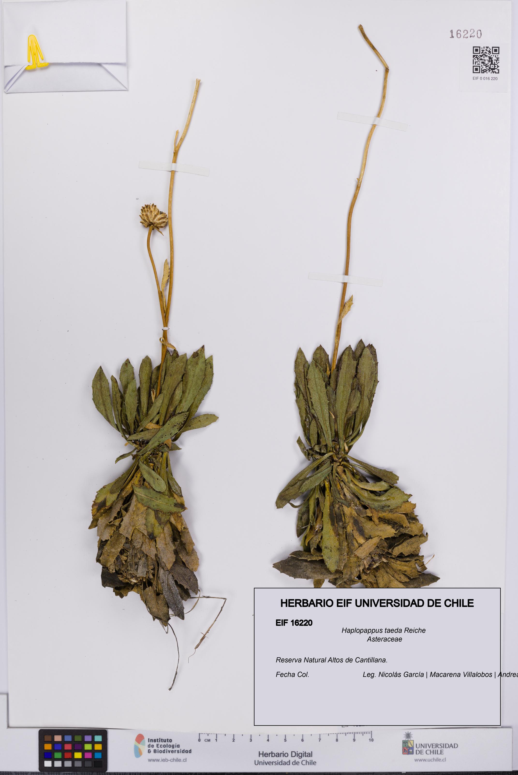 Haplopappus taeda [Espécimen: UCH:EIF:0016220]