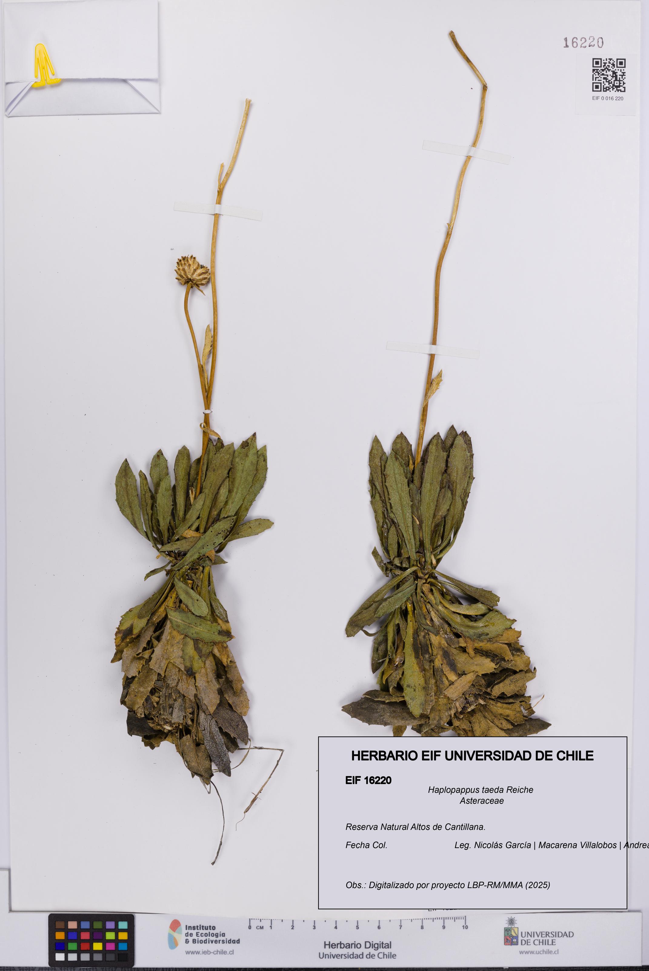 Haplopappus taeda [Espécimen: UCH:EIF:0016220]