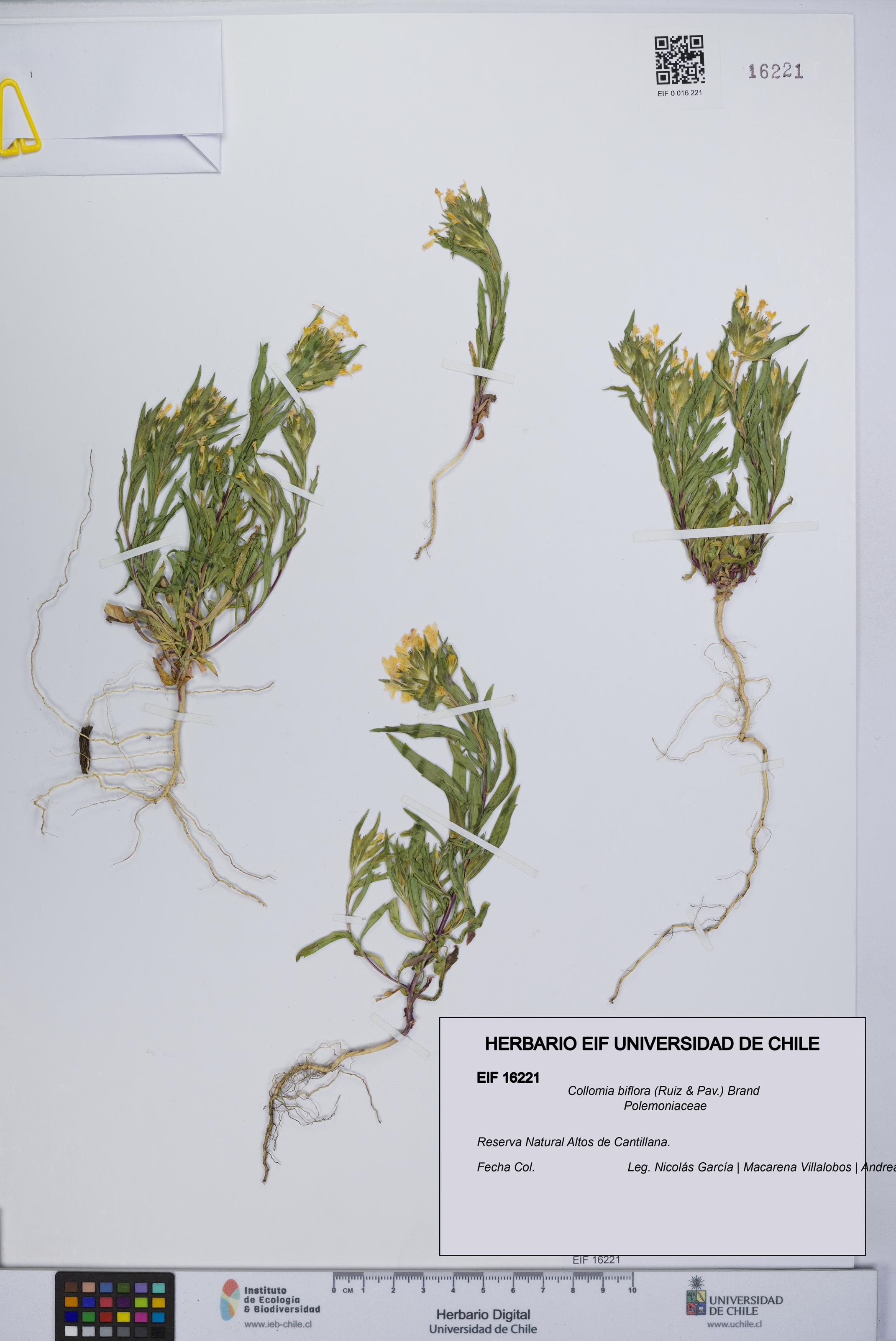 Collomia biflora [Espécimen: UCH:EIF:0016221]