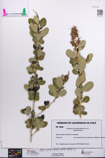 Escallonia myrtoidea [Espécimen: UCH:EIF:0016222]