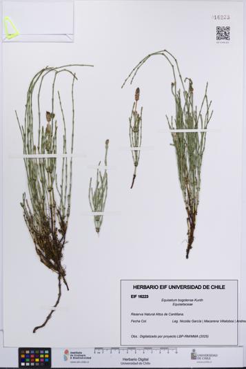 Equisetum bogotense [Espécimen: UCH:EIF:0016223]