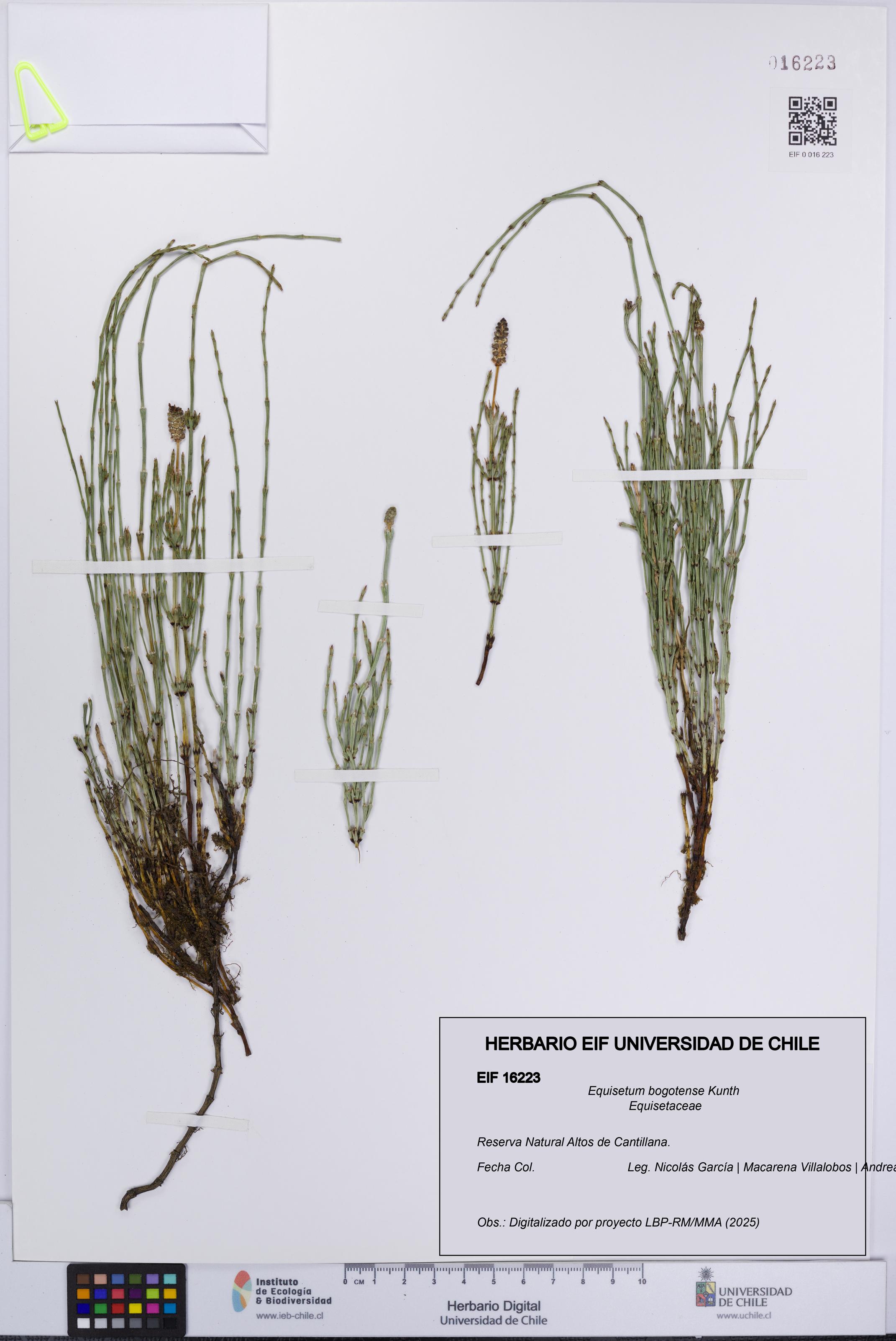 Equisetum bogotense [Espécimen: UCH:EIF:0016223]