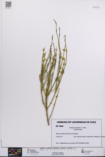Ephedra chilensis [Espécimen: UCH:EIF:0016224]