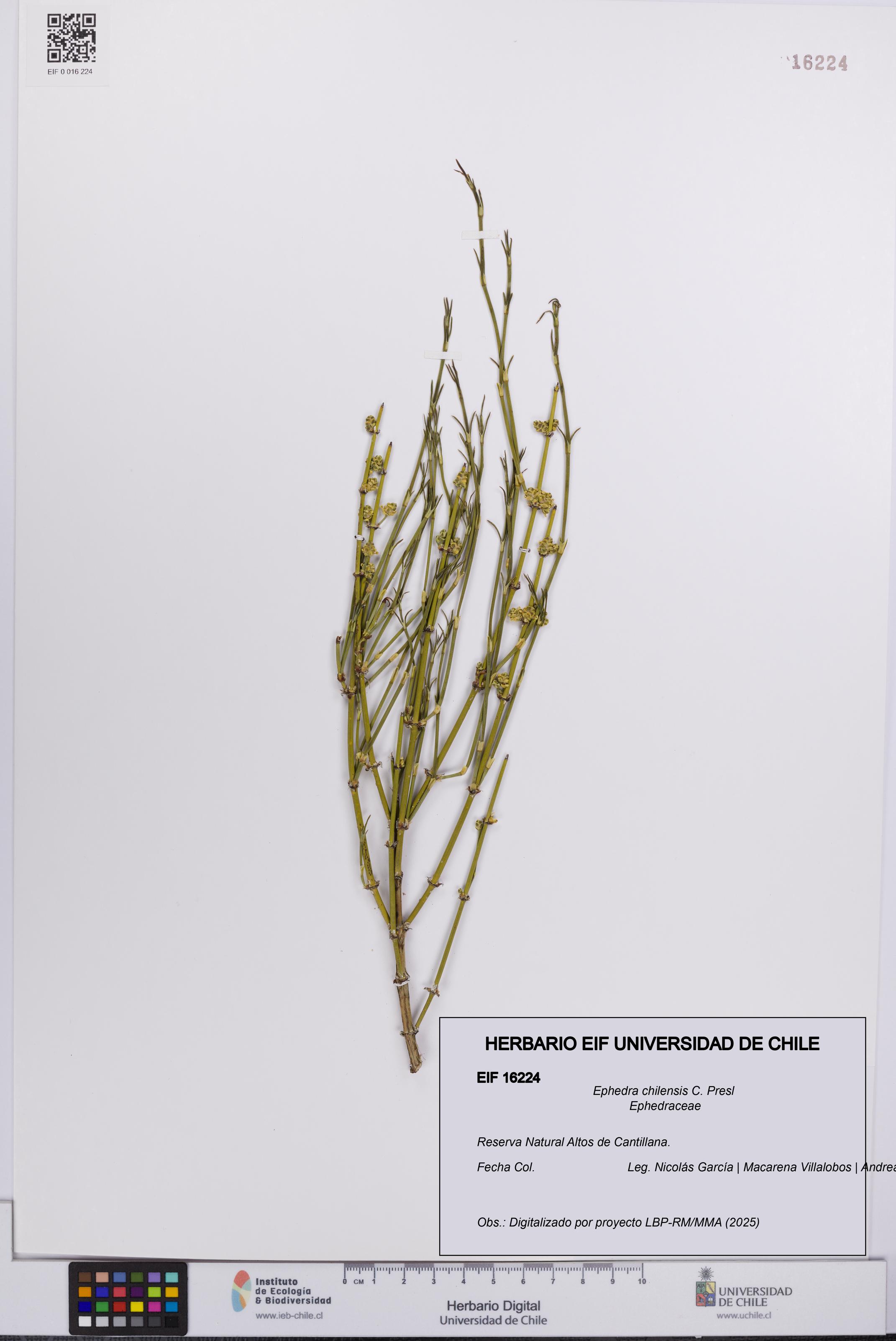 Ephedra chilensis [Espécimen: UCH:EIF:0016224]