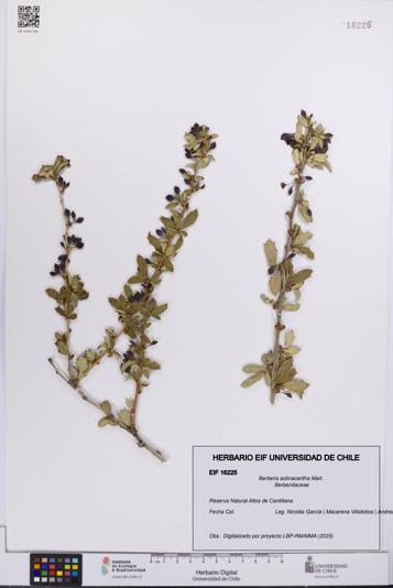 Berberis actinacantha [Espécimen: UCH:EIF:0016225]