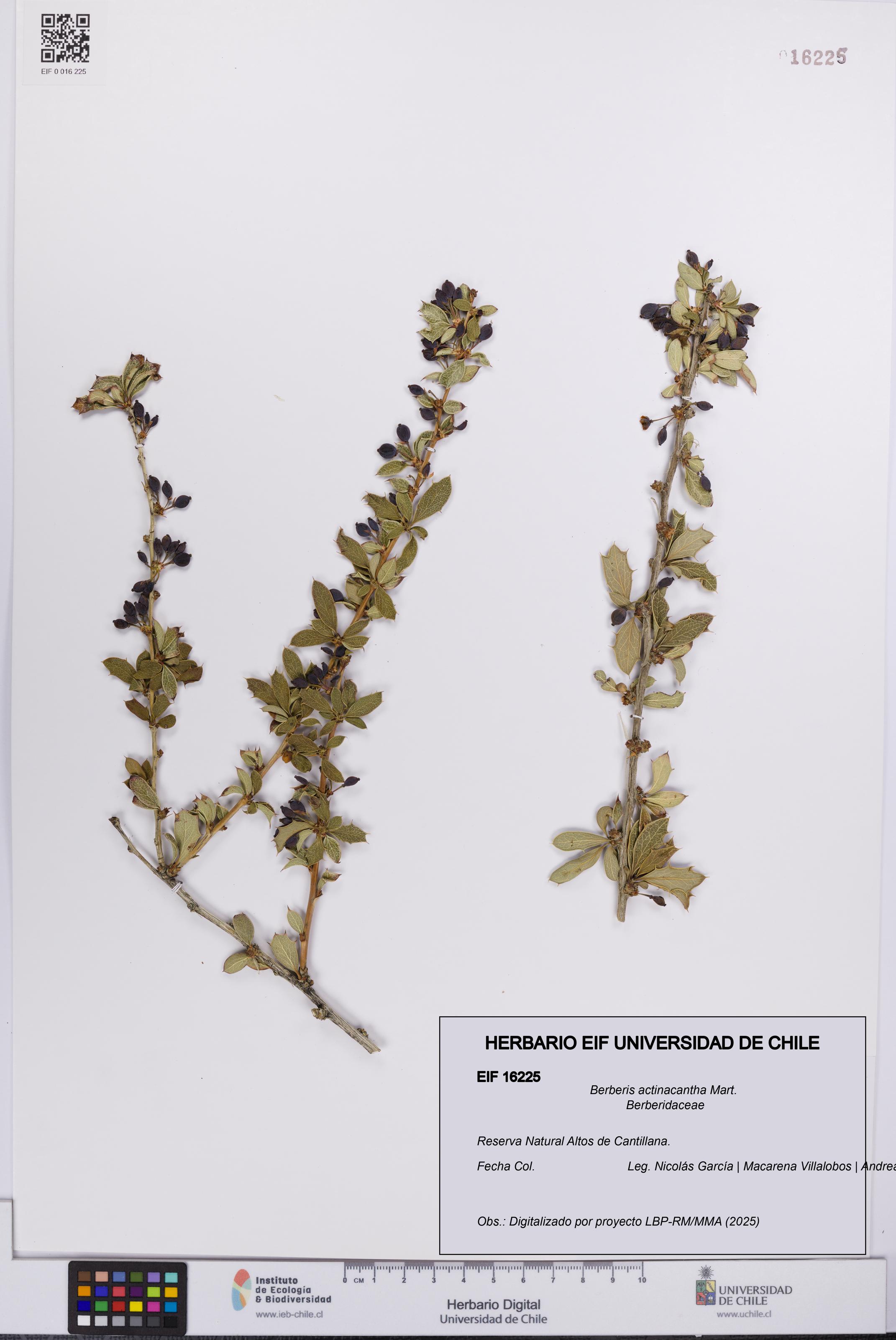 Berberis actinacantha [Espécimen: UCH:EIF:0016225]