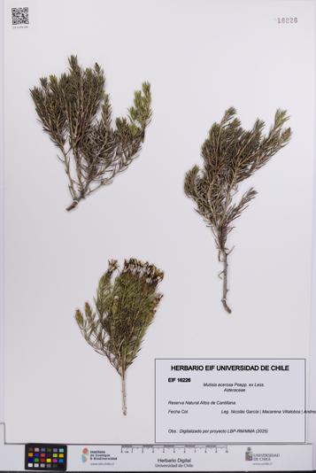 Mutisia acerosa [Espécimen: UCH:EIF:0016226]