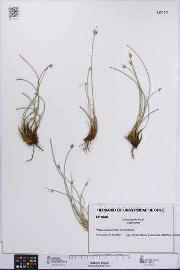 Carex aphylla [Espécimen: UCH:EIF:0016227]