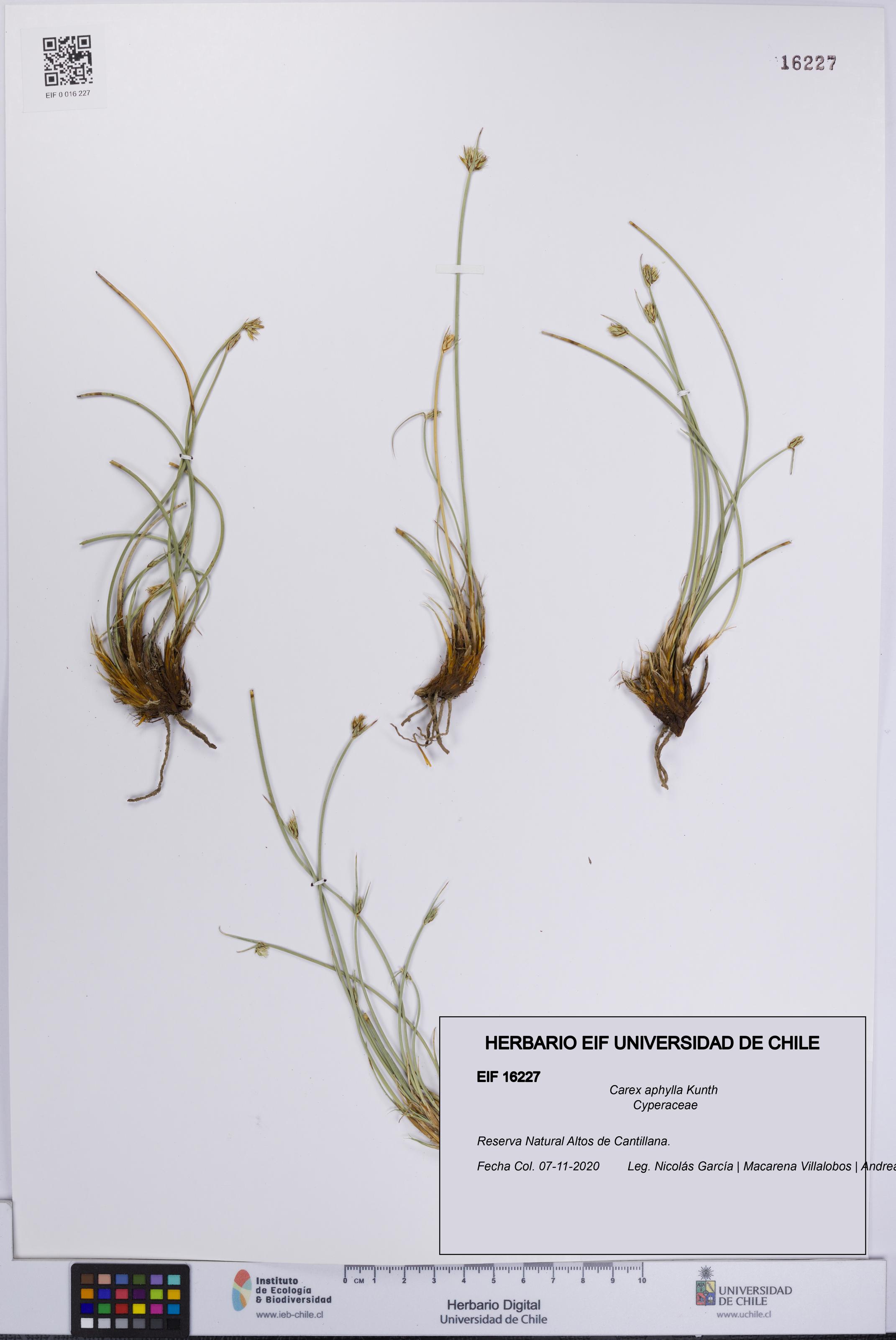 Carex aphylla [Espécimen: UCH:EIF:0016227]