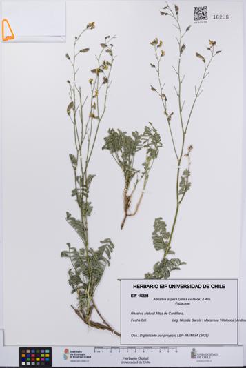 Adesmia aspera [Espécimen: UCH:EIF:0016228]