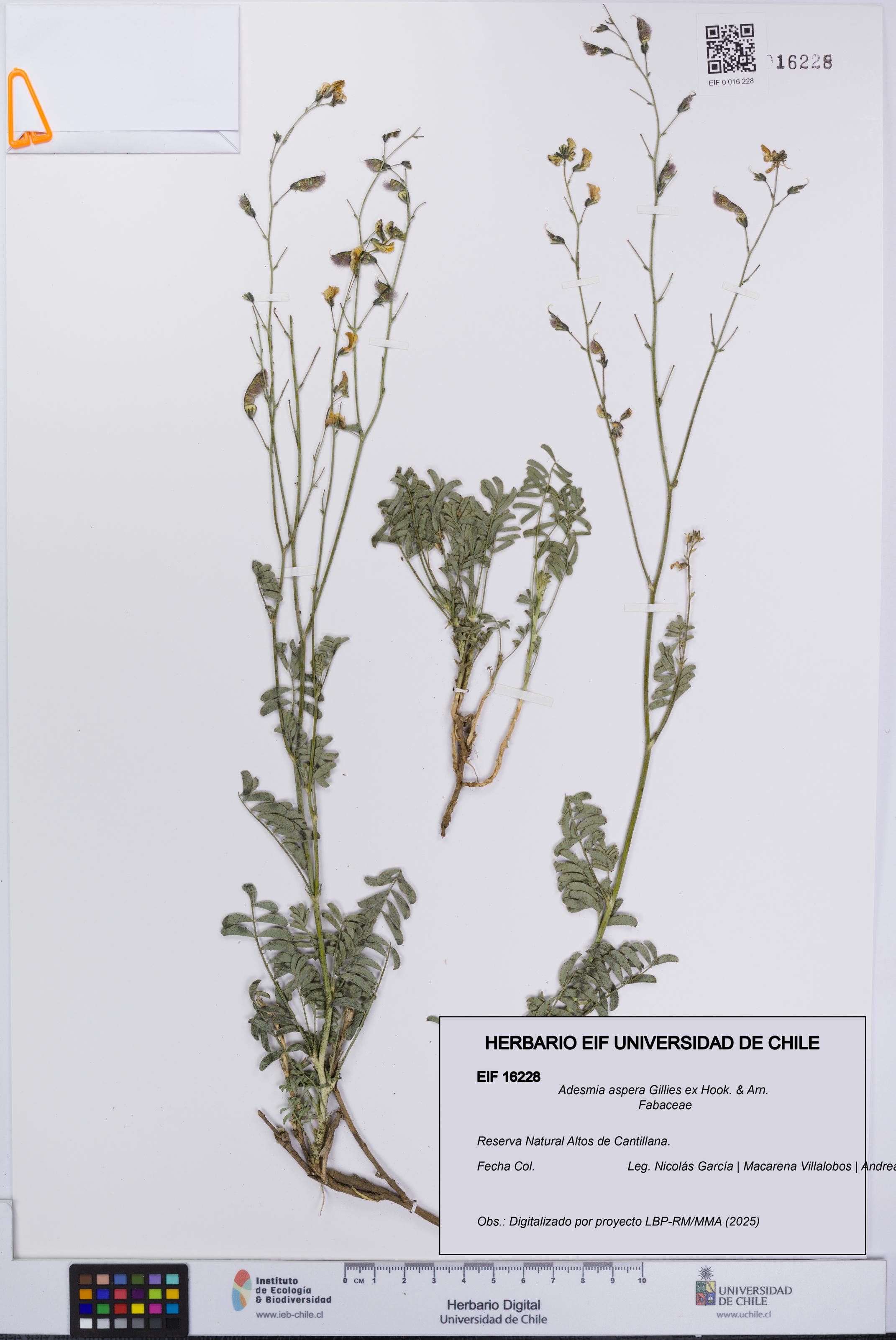 Adesmia aspera [Espécimen: UCH:EIF:0016228]