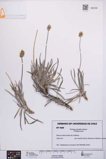 Plantago grandiflora [Espécimen: UCH:EIF:0016229]