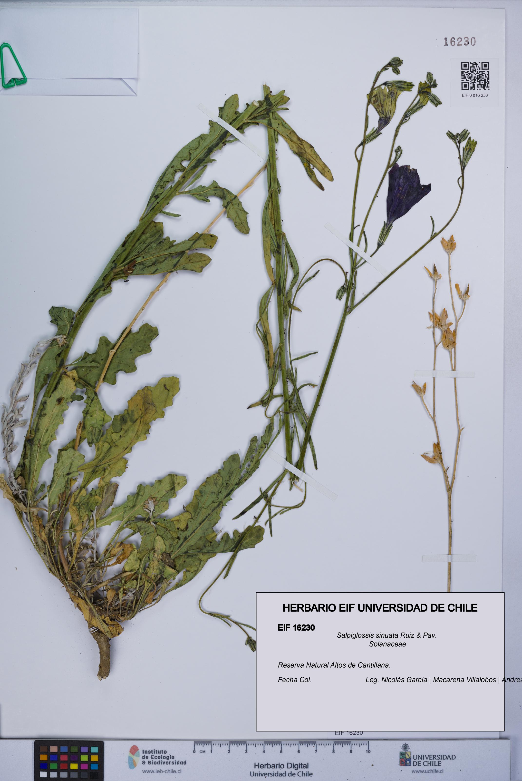 Salpiglossis sinuata [Espécimen: UCH:EIF:0016230]