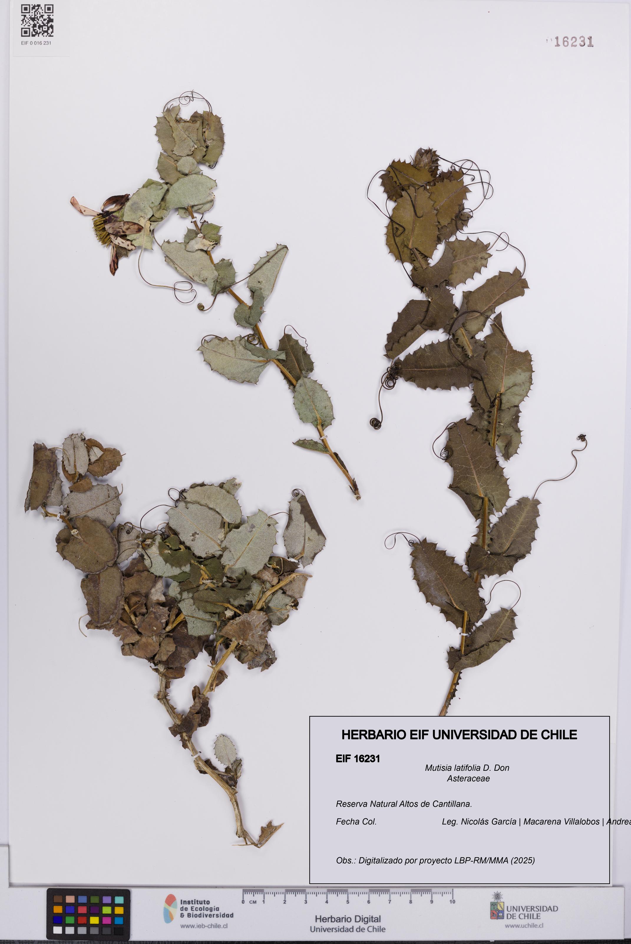 Mutisia latifolia [Espécimen: UCH:EIF:0016231]