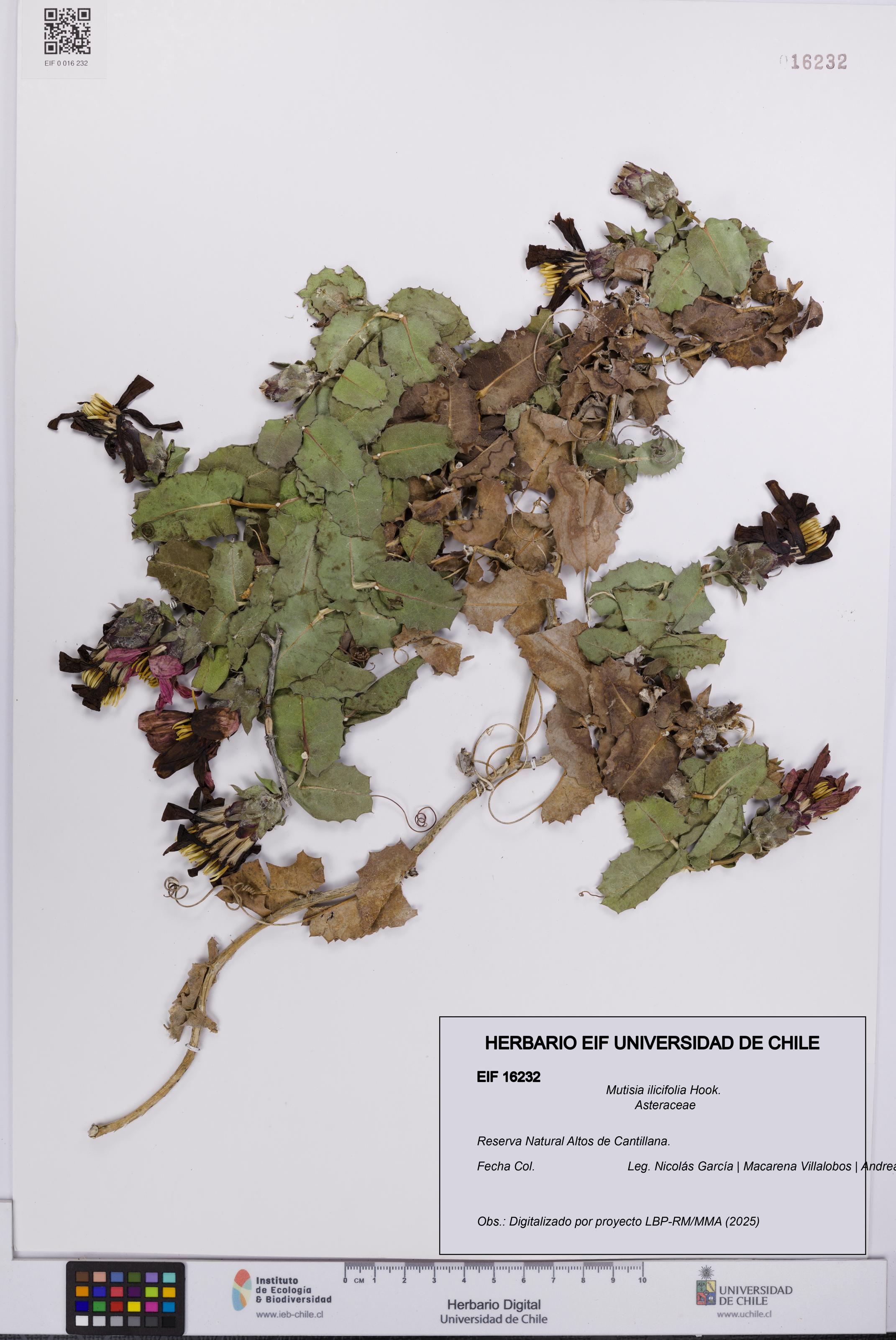 Mutisia ilicifolia [Espécimen: UCH:EIF:0016232]