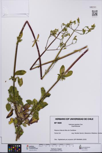Valeriana lepidota [Espécimen: UCH:EIF:0016233]