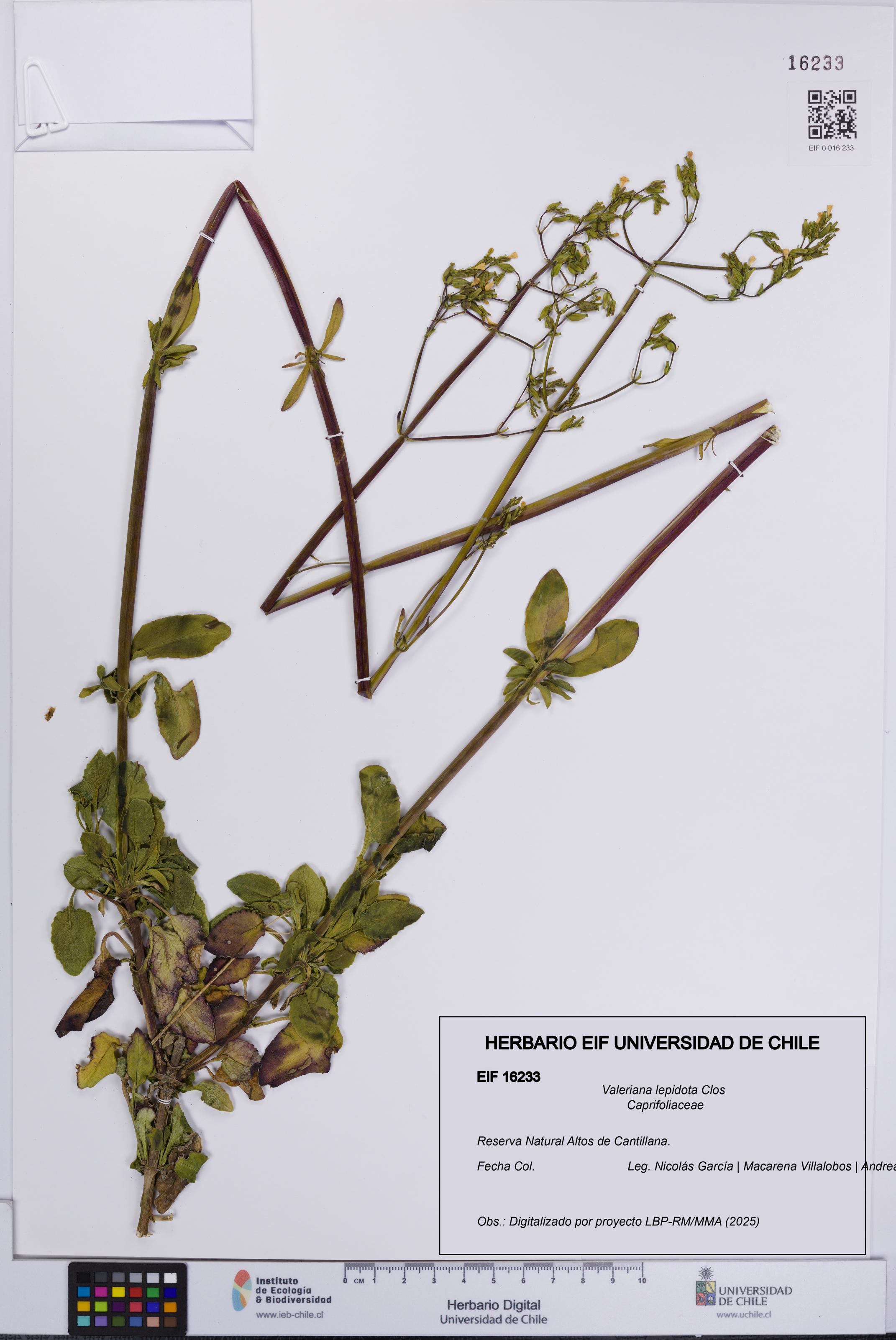 Valeriana lepidota [Espécimen: UCH:EIF:0016233]