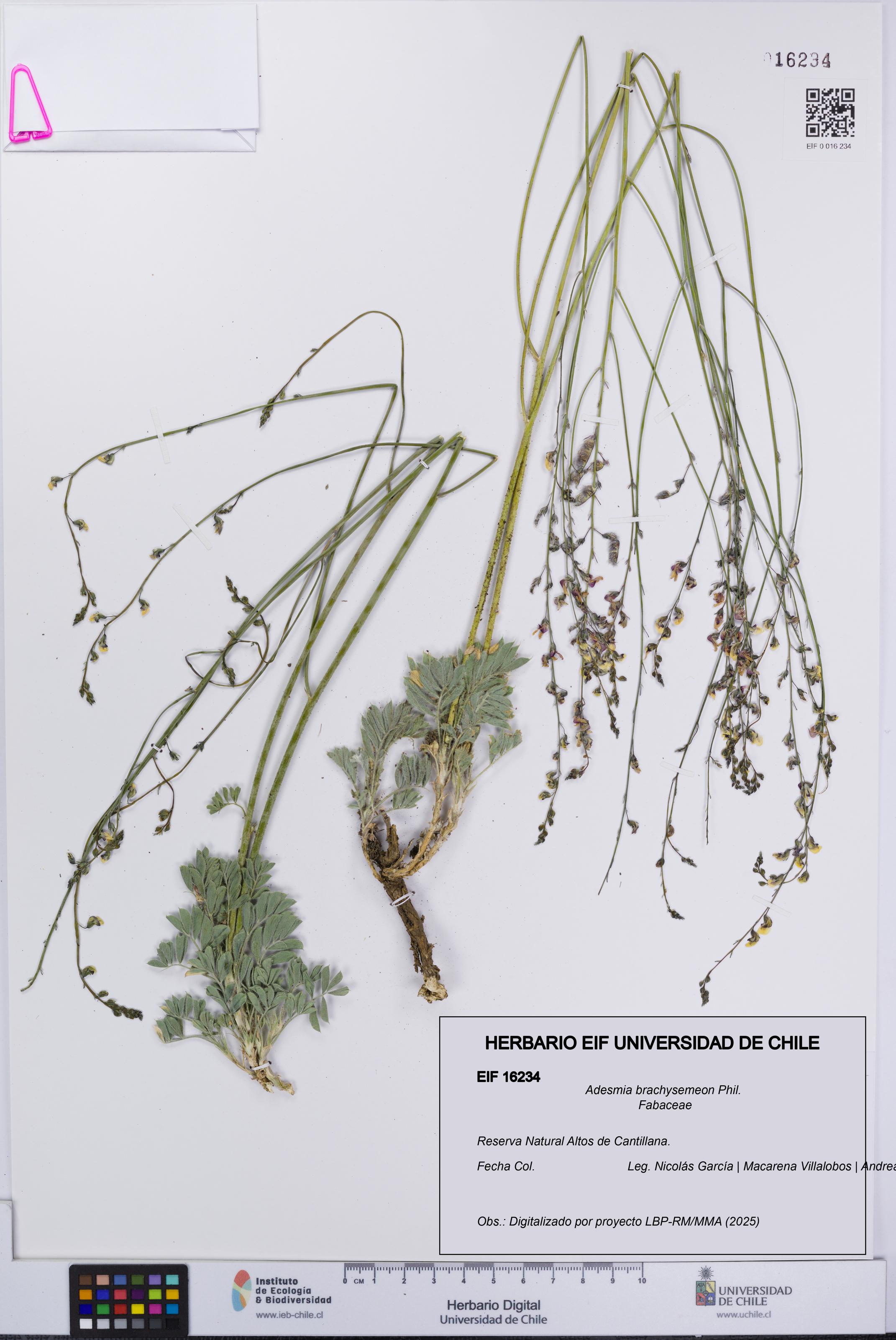 Adesmia brachysemeon [Espécimen: UCH:EIF:0016234]