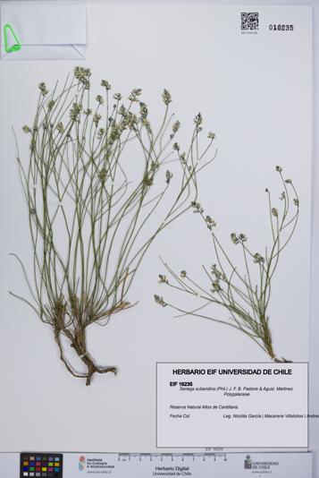 Senega subandina [Espécimen: UCH:EIF:0016235]