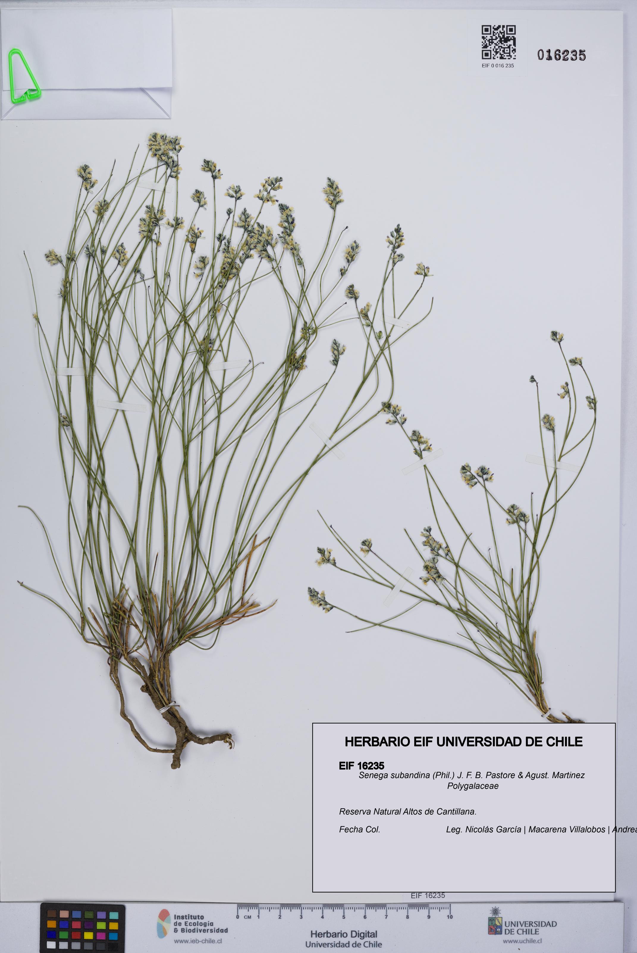 Senega subandina [Espécimen: UCH:EIF:0016235]