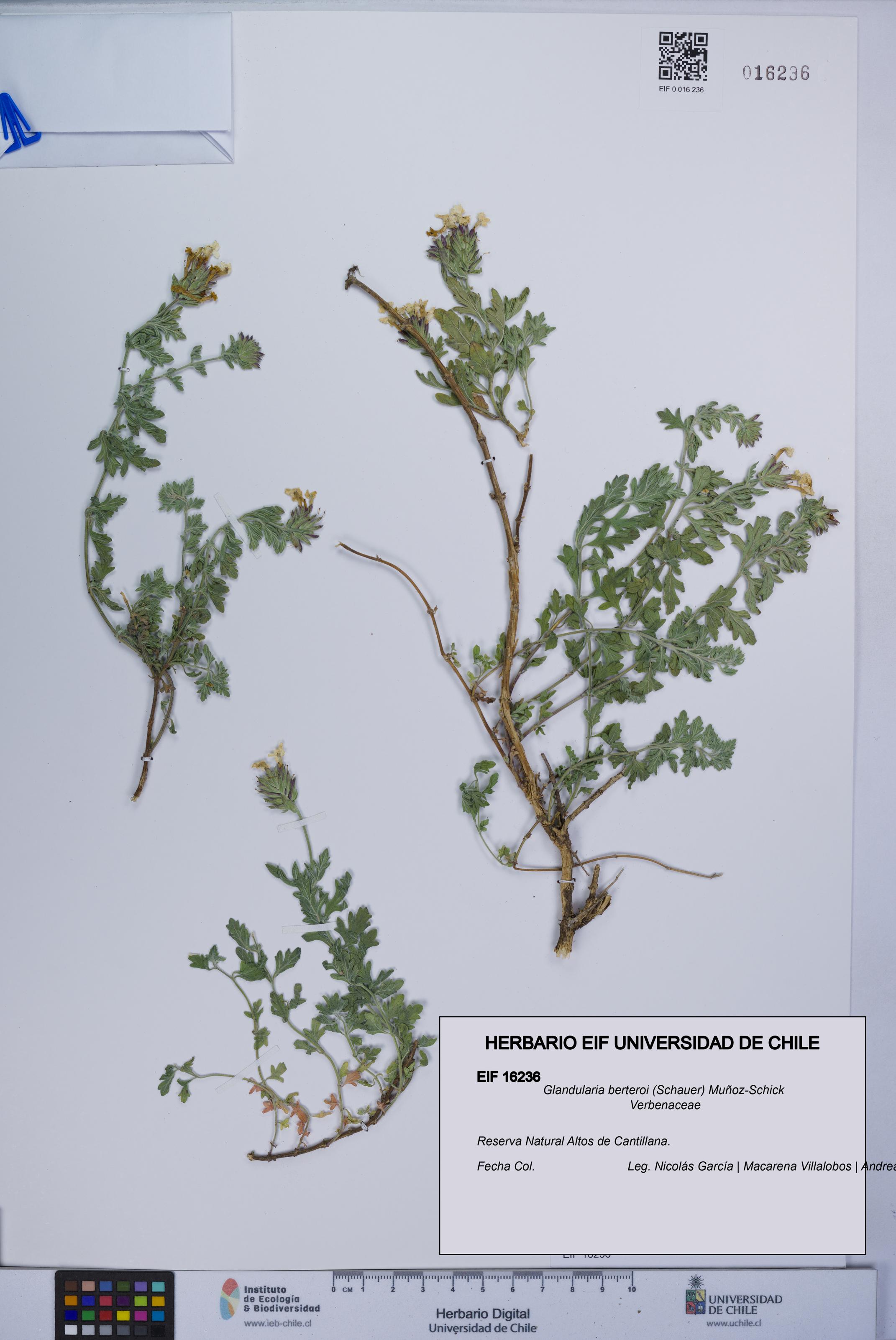 Glandularia berteroi [Espécimen: UCH:EIF:0016236]