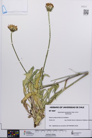 Hypochaeris apargioides [Espécimen: UCH:EIF:0016237]