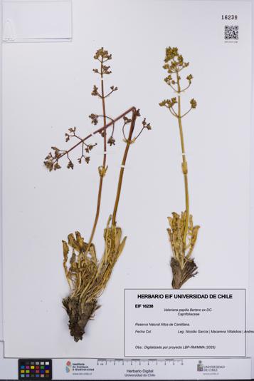 Valeriana papilla [Espécimen: UCH:EIF:0016238]